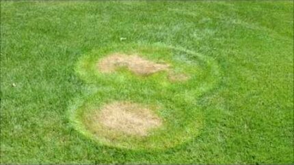 Crop Circles Sighted MARYLAND USA (UFO landing patch circle)