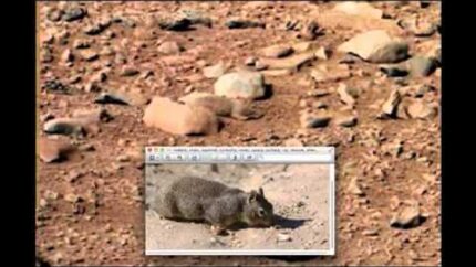 Rat On Mars, Actual NASA Archive Photos, UFO Sightings Daily News.