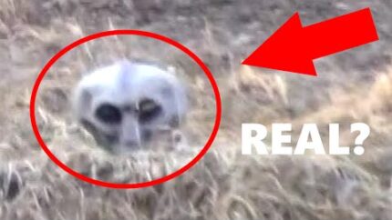 REAL Grey Alien Caught on Tape in Swamp