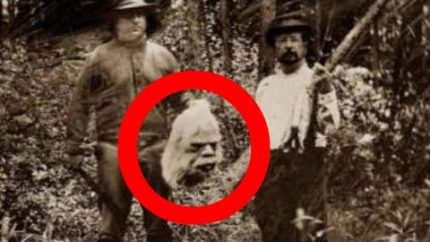 REAL BIGFOOT SIGHTINGS / EVIDENCE caught on camera! (Ultimate Bigfoot Compilation Video 2015.)