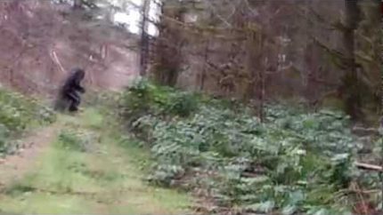 Bigfoot Sighting in Washington State