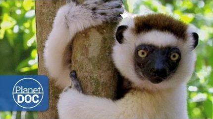 Madagascar. The Children of Lemuria (Full Documentary)