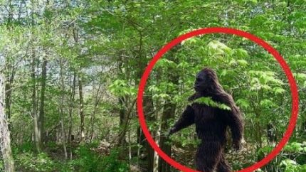 REAL BIGFOOT CAUGHT ON TAPE