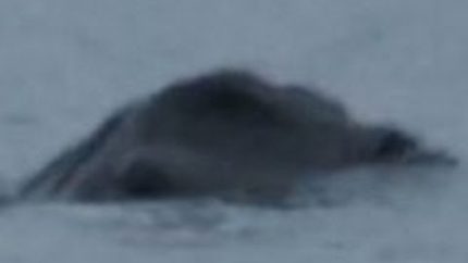 Irish Loch Ness Monster Caught on Camera??