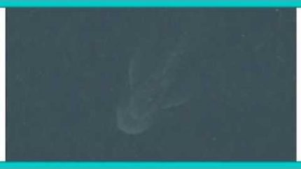 Crazy! Real Loch Ness Monster Caught On Apple Satellite Image!