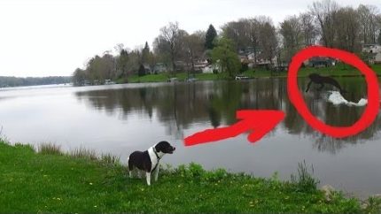DOG SEES MERMAID CAUGHT ON TAPE (Amazing Footage!)