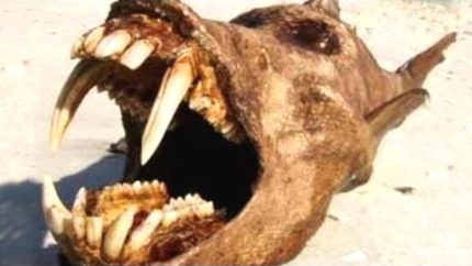 10 Mysterious Creatures That Could Be Real