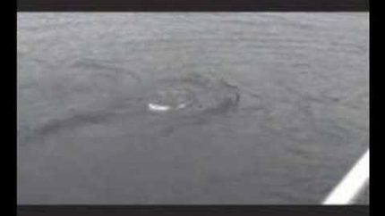 Loch Ness Monster Video