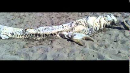 LOCH NESS MONSTER FOUND DEAD – BODY WASHED ASHORE IN SCOTLAND