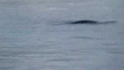 Loch Ness Monster Spotted?  Nessie New Footage! 6/3/07