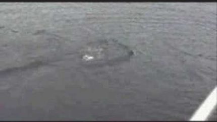 Real LochNess Monster Sighting