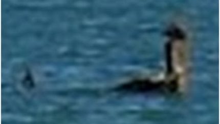 Loch Ness Monster Spotted In Australia