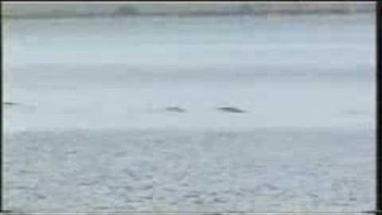 Is this the Loch Ness monster?