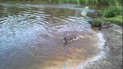 Loch ness monster ? ( must see ) Real !
