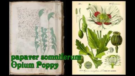 Plants of the Voynich Manuscript 21r thru 30v