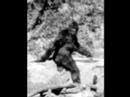 Bigfoot Sightings — (Must Set Resolution to 240 p To View)