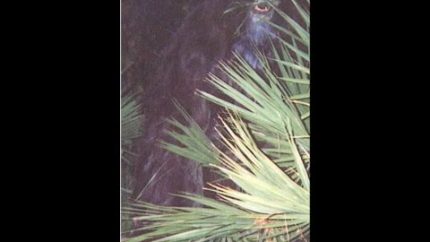 Mysterious Photos, Skunk Ape ,Cryptozoology Picture