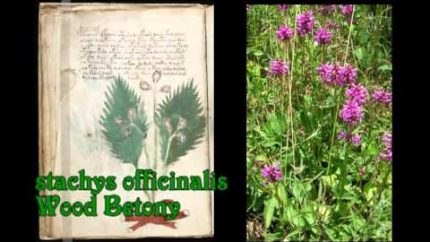 Plants of the Voynich Manuscript 11r thru 20v