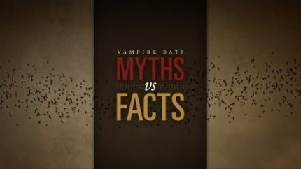 Vampire Bats: Myths vs. Facts