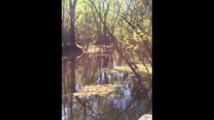 Bigfoot: New Video of Alleged ‘Skunk Ape’ in Florida – Original, Unedited High Definition File