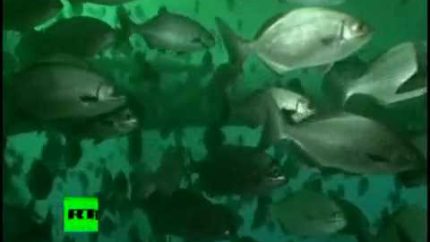 Oilpocalypse Divers’ underwater video of BP oil spill disaster
