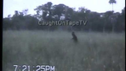 Everglades Skunk Ape Caught on Tape