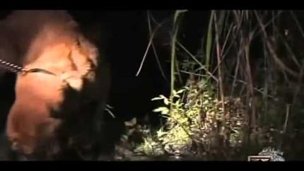 The Legendary Skunk Ape english documentary Part 3
