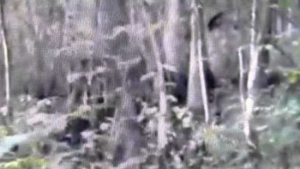 M.K.Davis discusses the Mississippi Skunk Ape video
