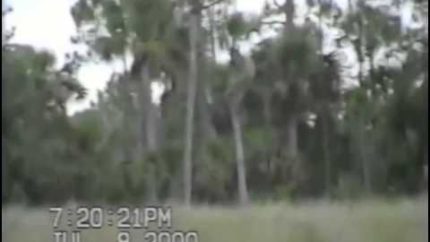 Dave Shealy’s 2000 Skunk Ape Footage