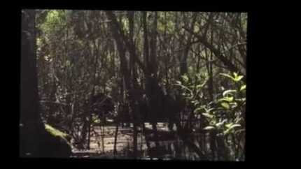 Skunkape/Bigfoot From Lettuce Lake Park Florida Stabilized
