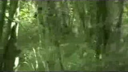 Florida Bigfoot 2008- Myakka Skunk Ape