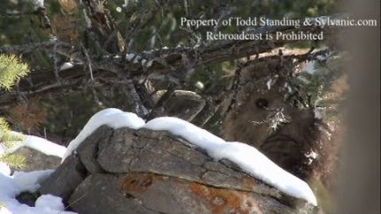 Bigfoot Researcher Goes missing after recording REAL Sasquatch Footage. With Todd Standing