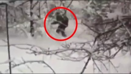 Russian Bigfoot Caught On Tape 2015
