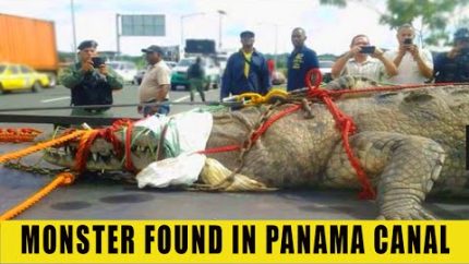 MONSTER FROM PANAMA CANAL EXPLAINED