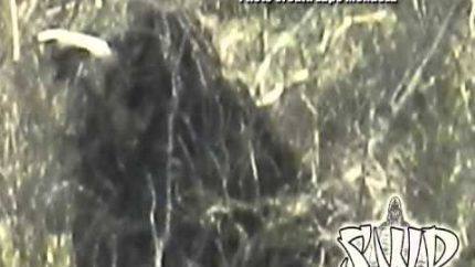 Bigfoot, Feral man, Gillie suit? (Mendoza Series) Texas Sasquatch! Skunk Ape
