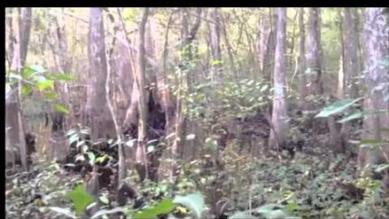 M.K.Davis looks at more of the Mississippi Skunk Ape video