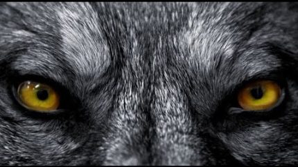 The Bonus Material Podcast Episode 36 Werewolves