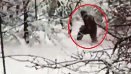 New Yeti Video Of Hairy Beast Walking In Woods (Breakdown)