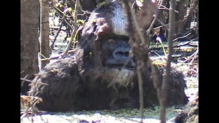 ANALYSIS – Skunk Ape captured on camera!! Tampa Florida! Bigfoot bathing in swamp! 2014-2015