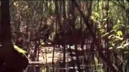 Skunkape Bigfoot Video from Lettuce Lake Stabilized