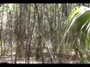 land o lakes skunk ape video 3