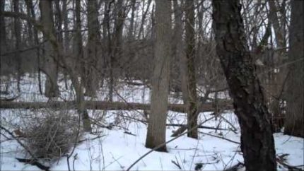 Bigfoot Sighting Minnesota – WHITE SASQUATCH