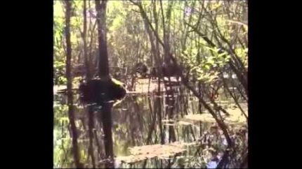 Compelling Footage of Skunkape/Bigfoot From Lettuce Lake Park Florida Breakdown