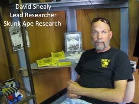 Skunk Ape – Myth or Reality?
