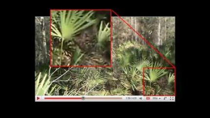 Skunk Ape Found in fasanotampa video
