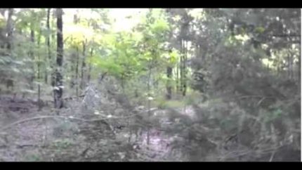 Bigfoot Encounter Video