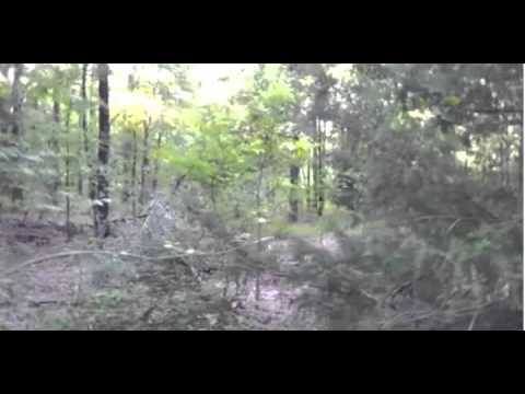 Bigfoot Encounter Video