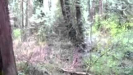 Bigfoot Sighting: West Linn Oregon