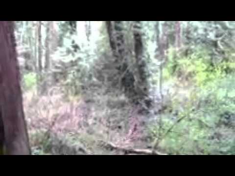 Bigfoot Sighting West Linn Oregon The Truth Behind
