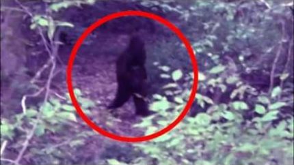 Real Bigfoot Sightings Caught on Tape Georgia Mountains